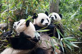 Group of Pandas